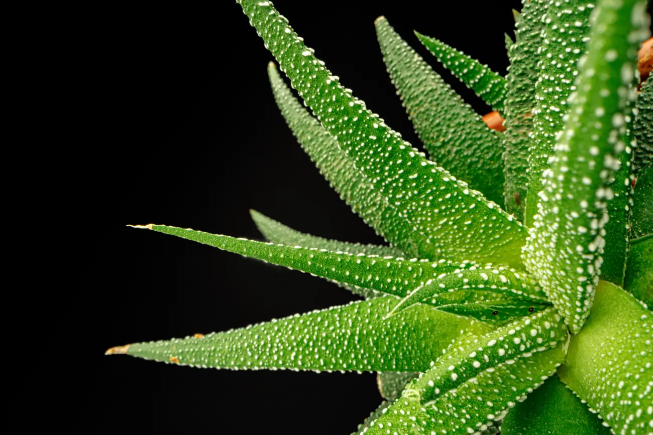 aloes właściwości