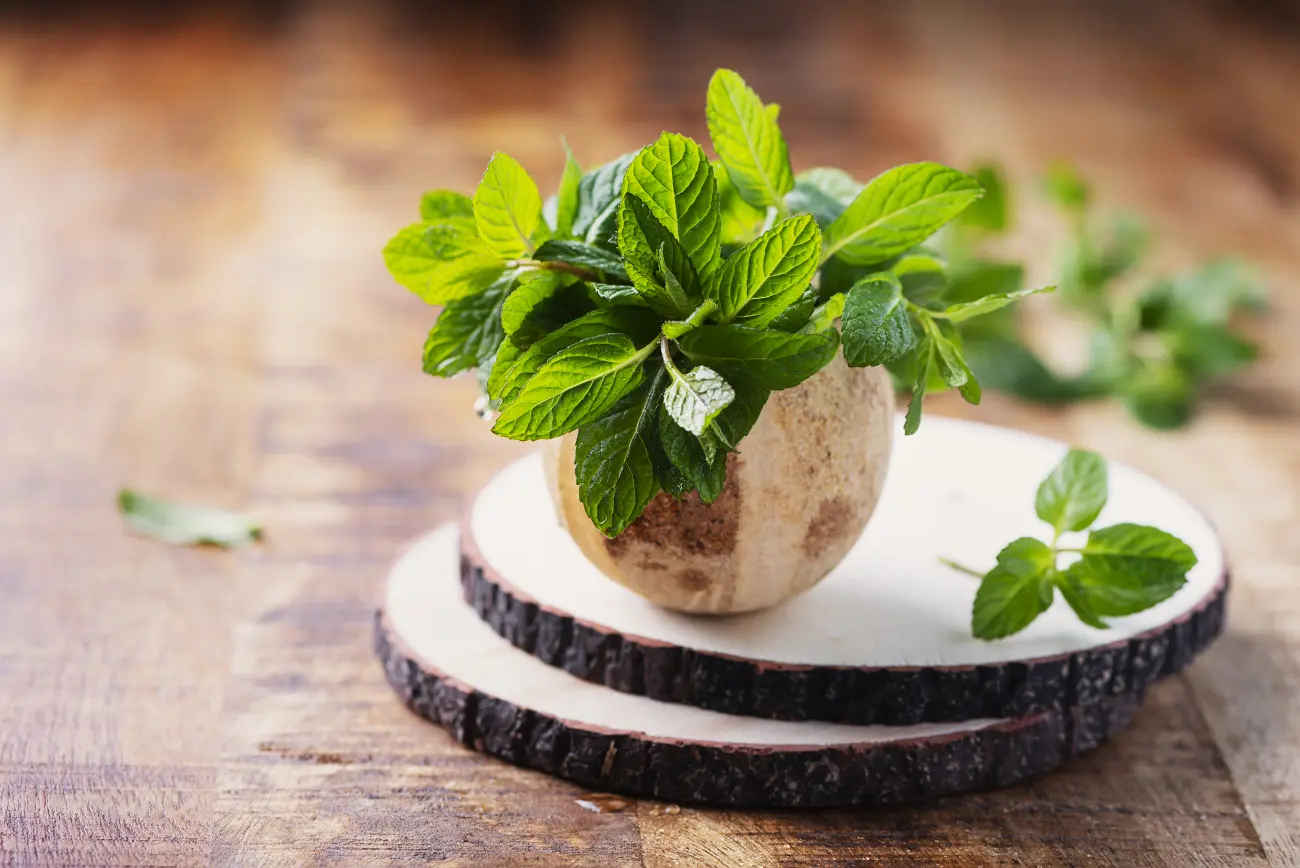 mięta właściwości