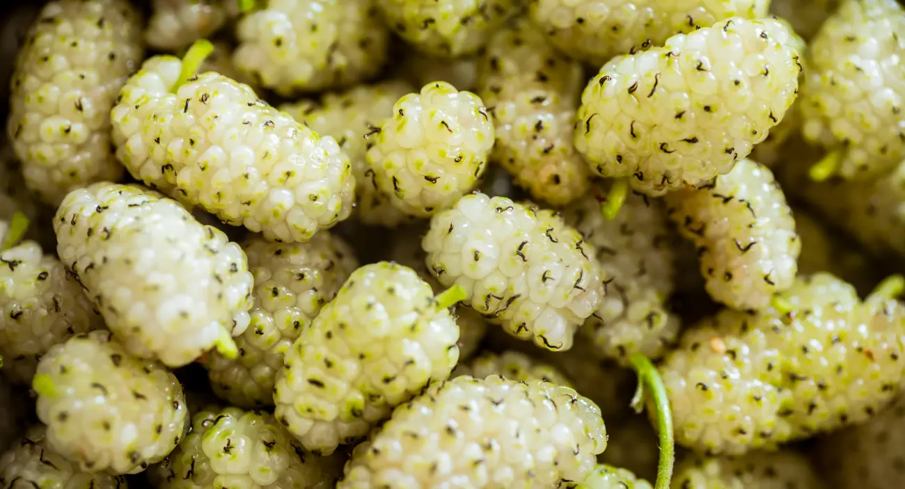 morwa biała właściwości