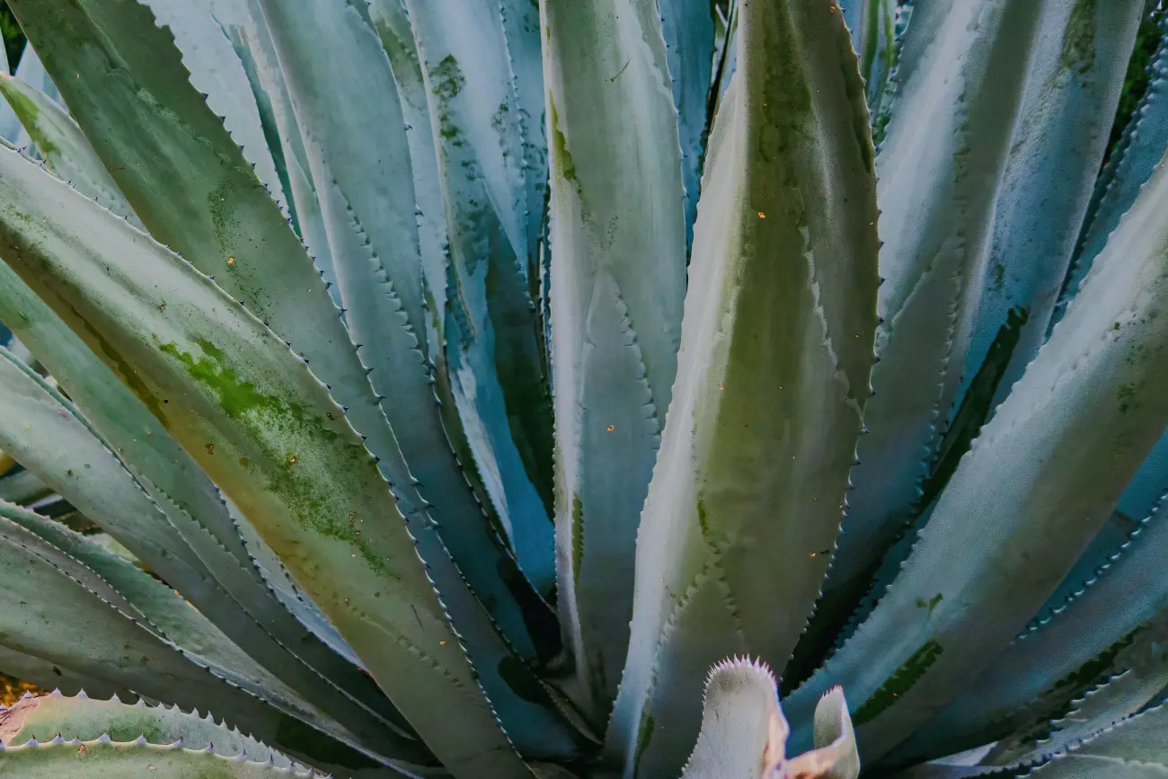 syrop z agawy indeks glikemiczny