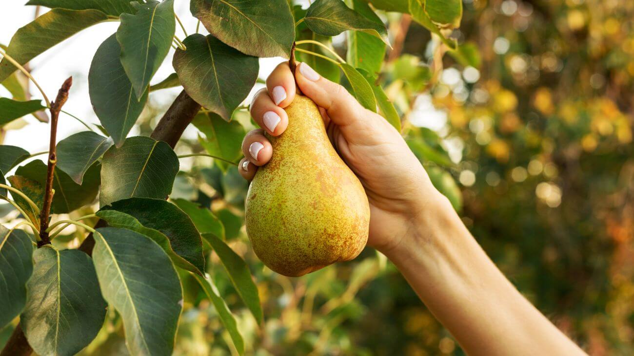 czy gruszki są zdrowe